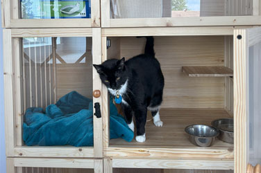 Golden Wood Tract Rd. Cat Boarding